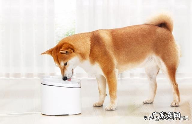 狗狗,一天没喝水,但是尿特多?