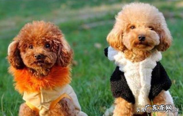 狗狗,一天没喝水,但是尿特多?