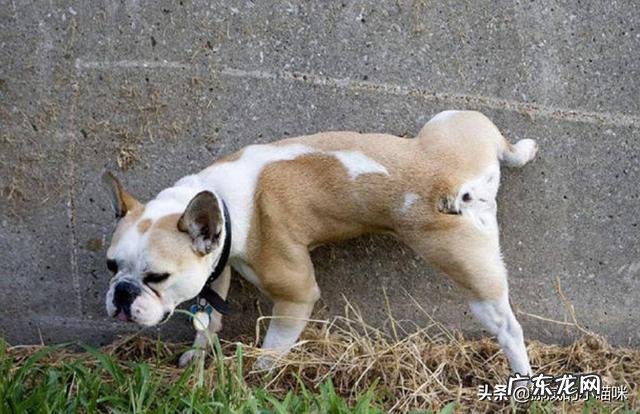 狗狗,一天没喝水,但是尿特多?