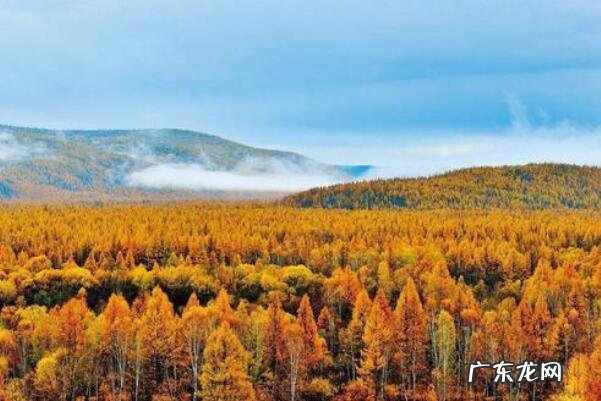 世界最美森林 中国十大美森林