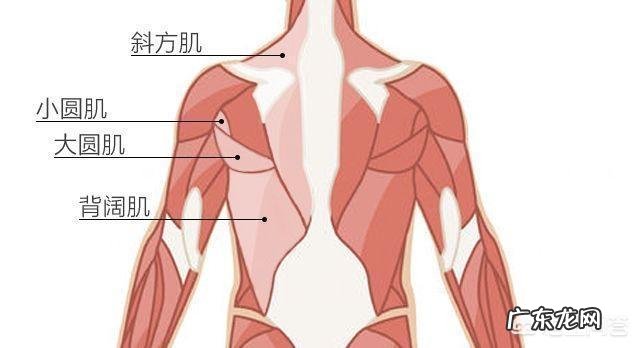 怎么锻炼三角肌和二头肌 如何锻炼肩部三角肌和三头肌?