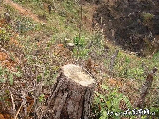 野生老虎和圈养老虎数量是多少为什么会这样