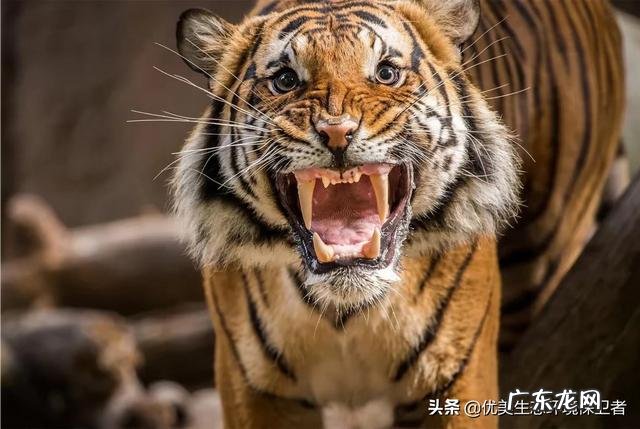 野生老虎和圈养老虎数量是多少为什么会这样