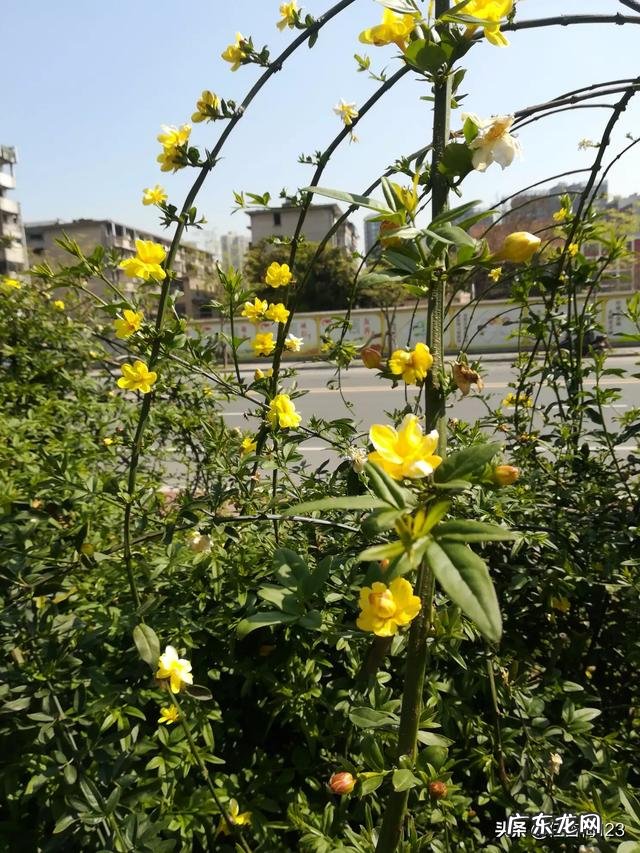 大家都是怎么给猫咪喂驱虫药的?