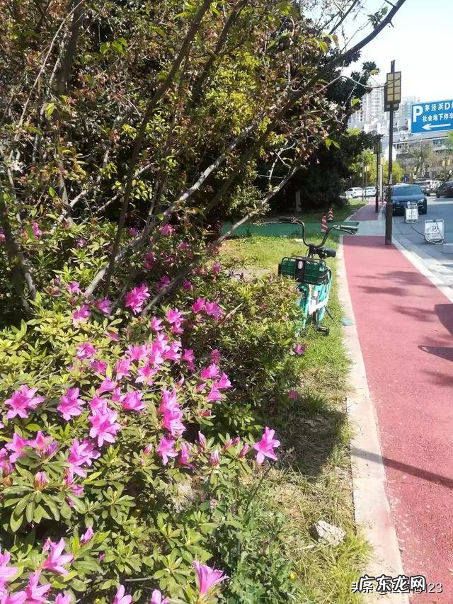 大家都是怎么给猫咪喂驱虫药的?