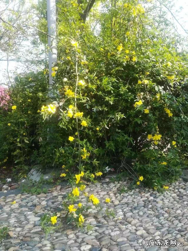 大家都是怎么给猫咪喂驱虫药的?