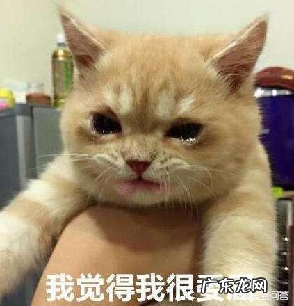 大家都是怎么给猫咪喂驱虫药的?