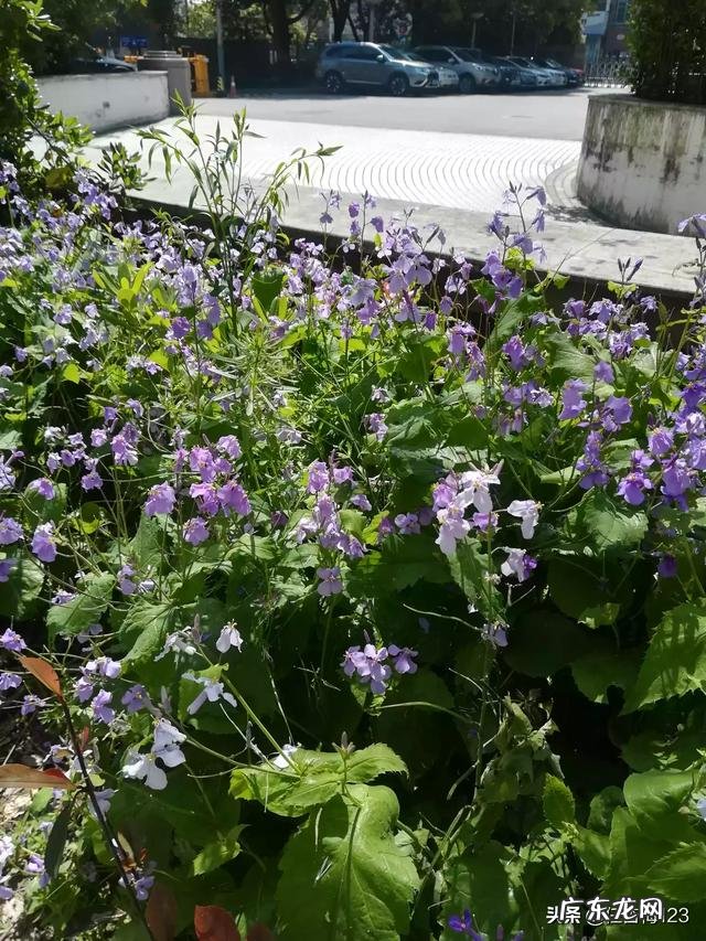 大家都是怎么给猫咪喂驱虫药的?