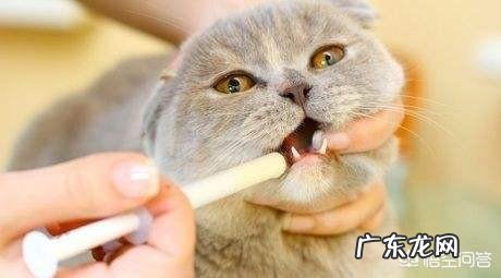 大家都是怎么给猫咪喂驱虫药的?