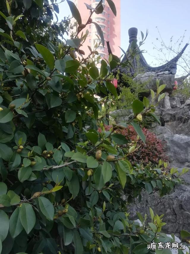 大家都是怎么给猫咪喂驱虫药的?