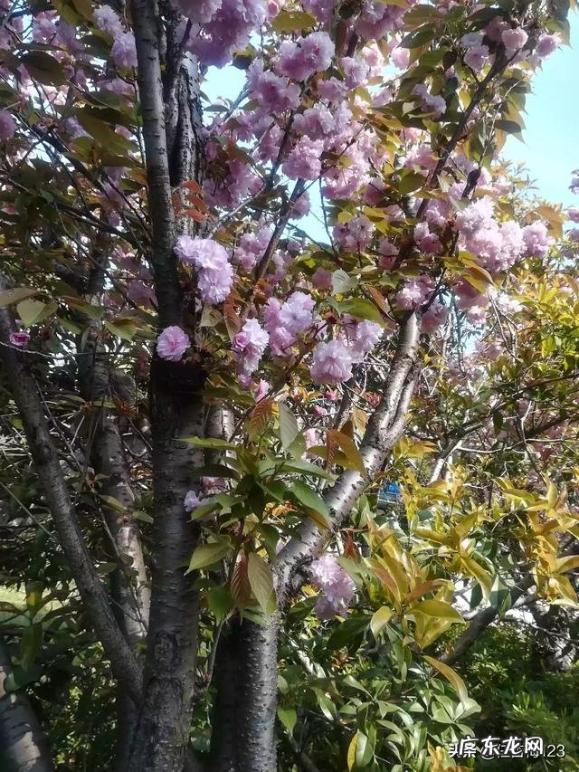 大家都是怎么给猫咪喂驱虫药的?