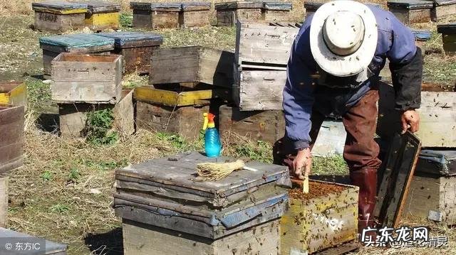 如何判断蜜蜂是否患有气管螨蜜蜂有气管螨如何zhi疗