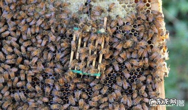 如何判断蜜蜂是否患有气管螨蜜蜂有气管螨如何zhi疗