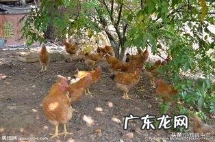 蛋鸡开产过早过晚的危害有哪些