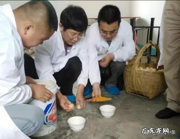 蛋鸡开产过早过晚的危害有哪些