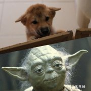 前两天减肥吃的特别少几乎不吃现在浑身没力气，怎么办