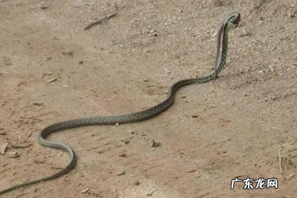 最毒的蛇 前十名 无毒的蛇排行榜前十名