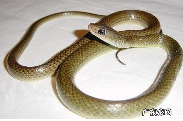 最毒的蛇 前十名 无毒的蛇排行榜前十名