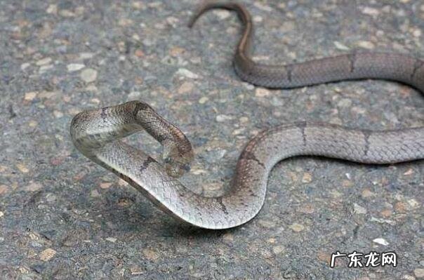 最毒的蛇 前十名 无毒的蛇排行榜前十名