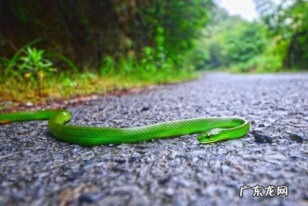 最毒的蛇 前十名 无毒的蛇排行榜前十名