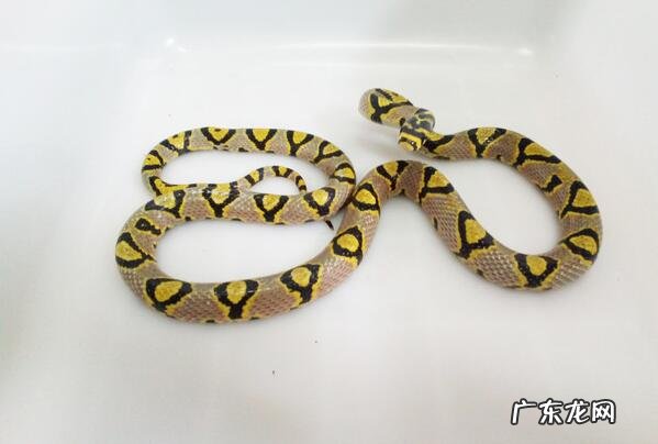 最毒的蛇 前十名 无毒的蛇排行榜前十名