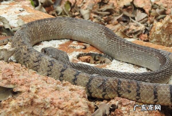 最毒的蛇 前十名 无毒的蛇排行榜前十名