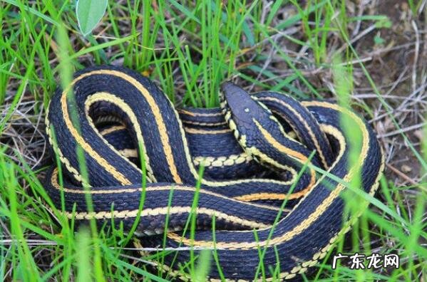 最毒的蛇 前十名 无毒的蛇排行榜前十名