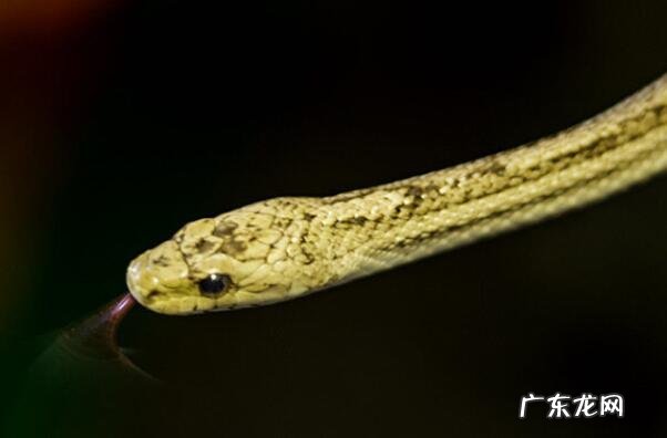 最毒的蛇 前十名 无毒的蛇排行榜前十名