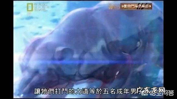 老虎和熊谁的威胁力更大 体重相当的话,老虎和熊谁的力量更强?