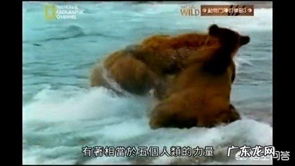 老虎和熊谁的威胁力更大 体重相当的话,老虎和熊谁的力量更强?