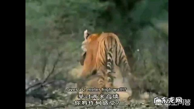 老虎和熊谁的威胁力更大 体重相当的话,老虎和熊谁的力量更强?