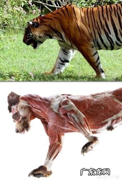 老虎和熊谁的威胁力更大 体重相当的话,老虎和熊谁的力量更强?