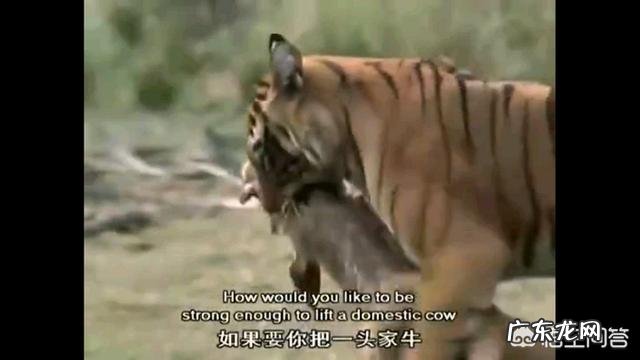 老虎和熊谁的威胁力更大 体重相当的话,老虎和熊谁的力量更强?