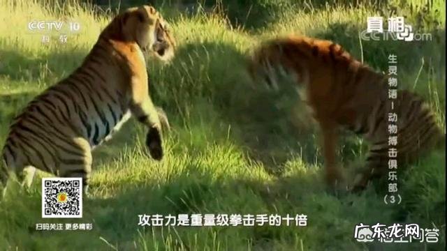 老虎和熊谁的威胁力更大 体重相当的话,老虎和熊谁的力量更强?