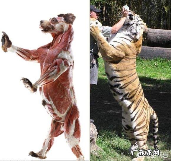 老虎和熊谁的威胁力更大 体重相当的话,老虎和熊谁的力量更强?