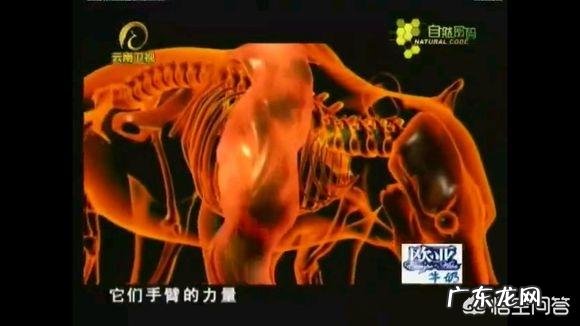 老虎和熊谁的威胁力更大 体重相当的话,老虎和熊谁的力量更强?