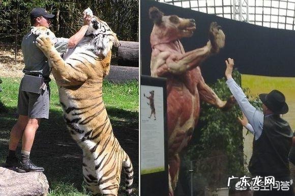 老虎和熊谁的威胁力更大 体重相当的话,老虎和熊谁的力量更强?