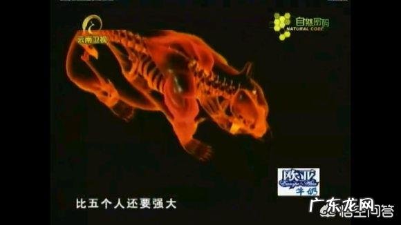 老虎和熊谁的威胁力更大 体重相当的话,老虎和熊谁的力量更强?