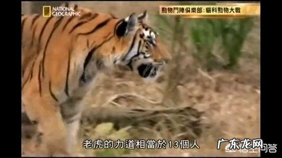 老虎和熊谁的威胁力更大 体重相当的话,老虎和熊谁的力量更强?
