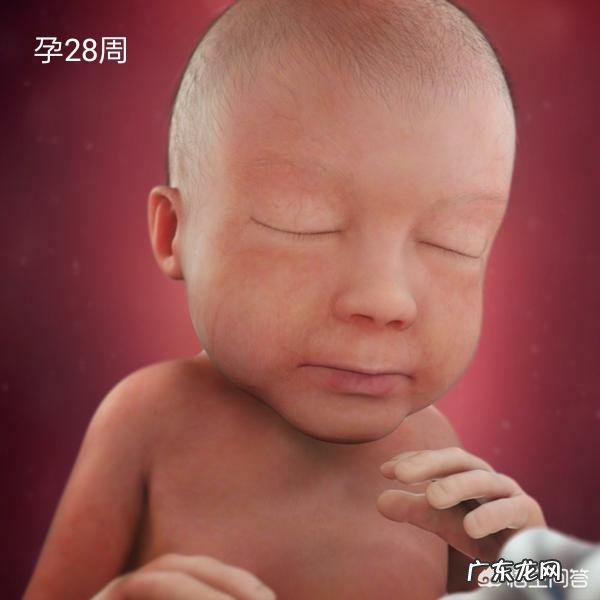 孕晚期是胎儿猛涨期吗？具体是哪几个周？