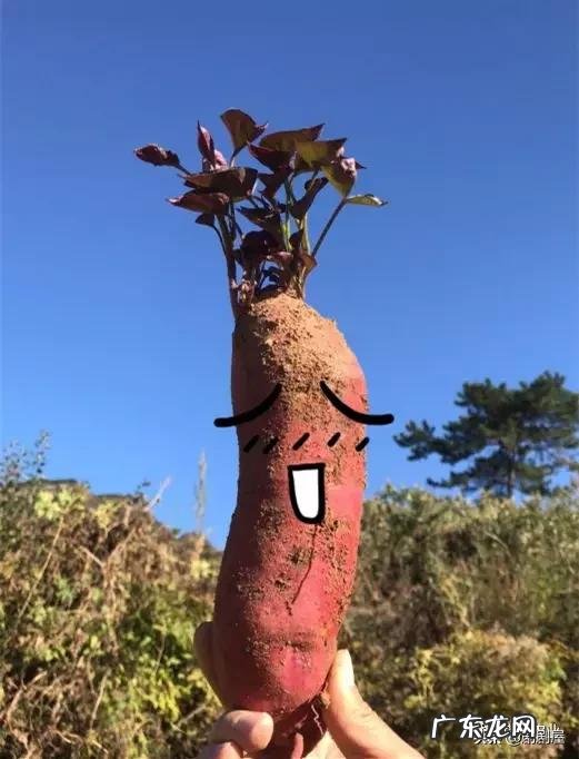 西瓜红红薯好吃吗?与其他的有什么区别?