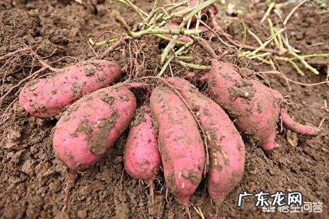 西瓜红红薯好吃吗?与其他的有什么区别?