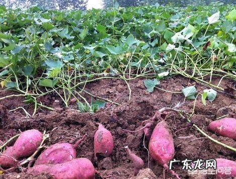 西瓜红红薯好吃吗?与其他的有什么区别?