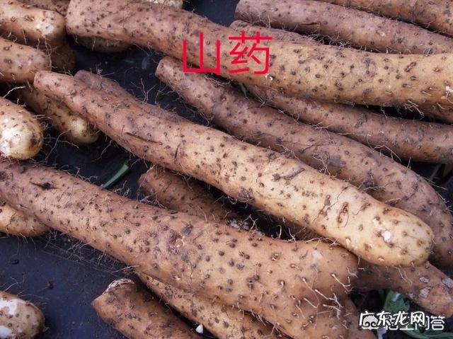 山药和红薯都是根茎向下生长的植物,它们有性质一样的作用吗?