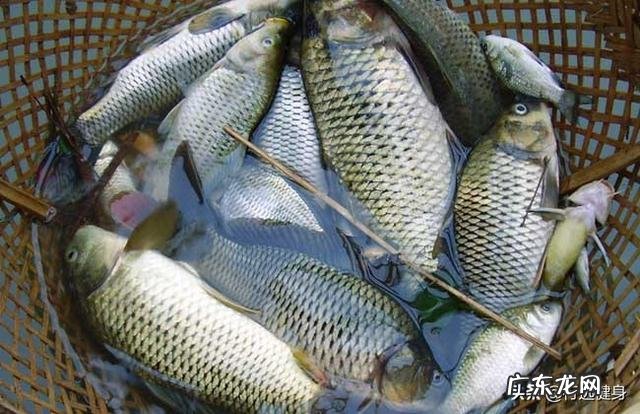 喜欢吃淡水鱼类，作为健身的主要蛋白质来源怎么样？