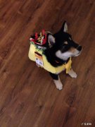 幼儿园小班生活活动指导要点怎么写？ 幼儿小班生活活动内容