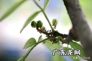 花椒树上有油汗有啥办法？
