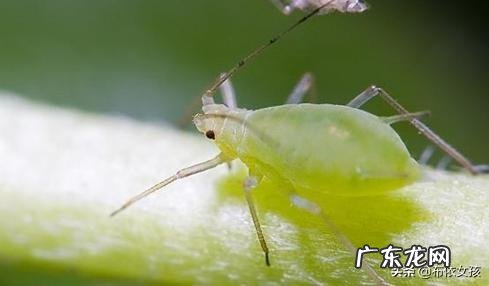 花椒树上有油汗有啥办法？