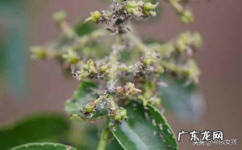 花椒树上有油汗有啥办法？