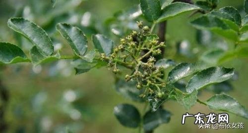 花椒树上有油汗有啥办法？